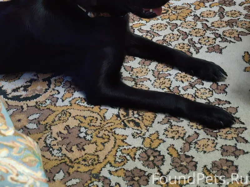 Найдена молодая собака, девочка 5-6 месяцев