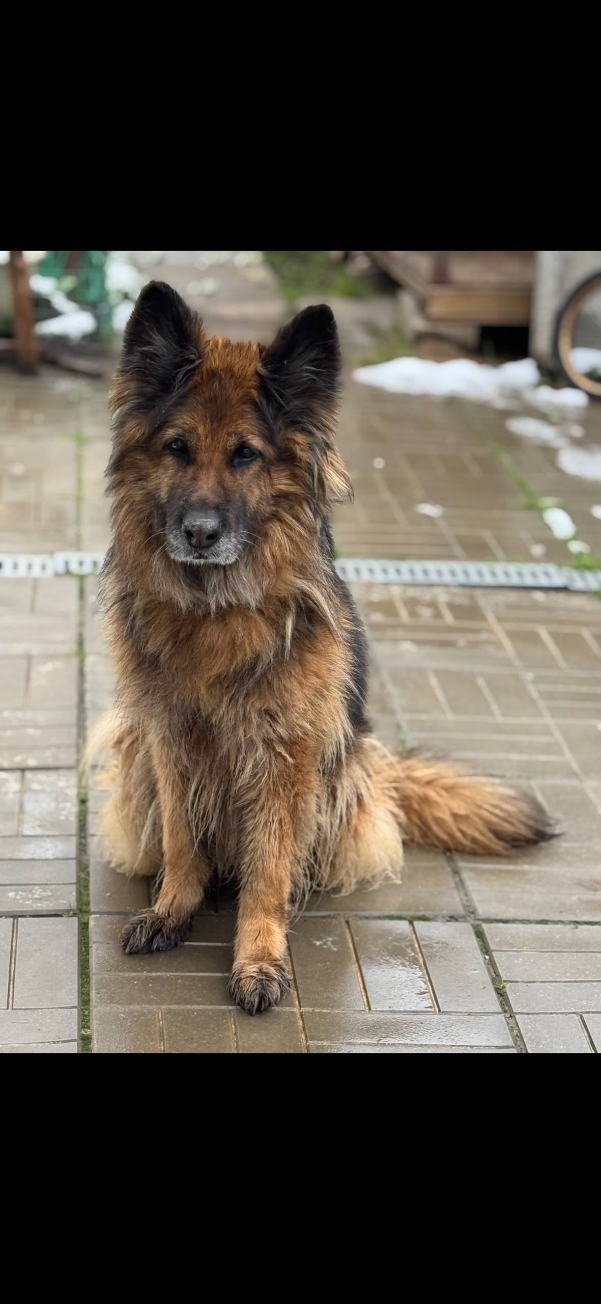 Пропала немецкая овчарка, Дмитров