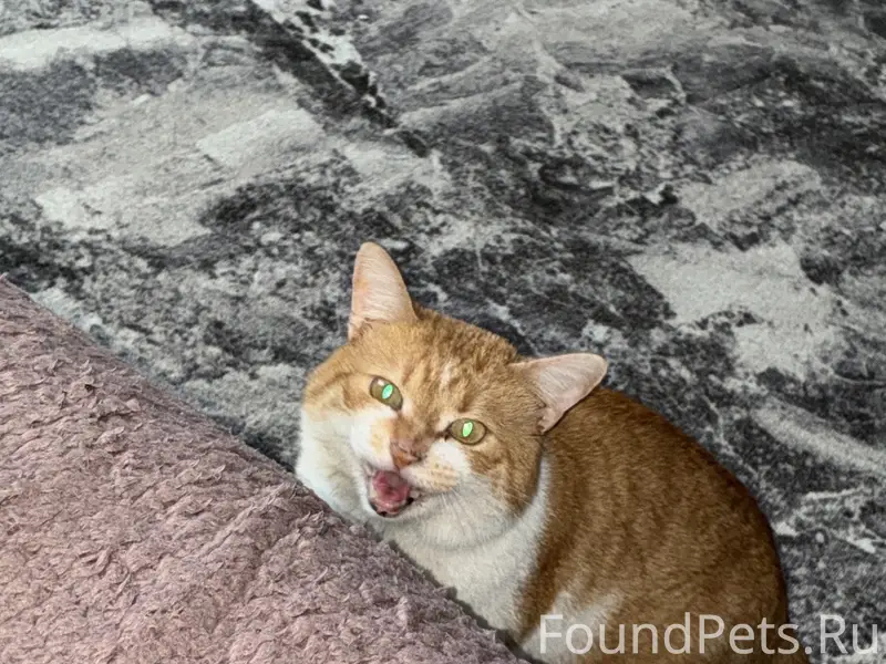 Пропал кот Кент, ул. Ильющенко