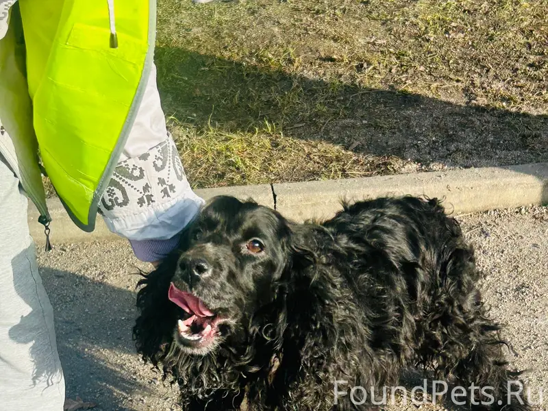 Найден тип собака, ж/д станция Светлогорск 1