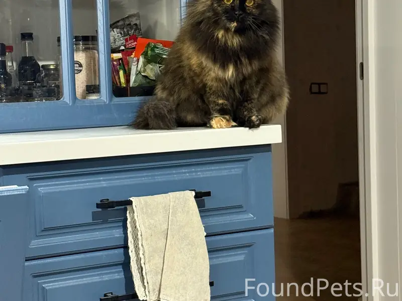 Пропала кошка Соня, село Орудьево