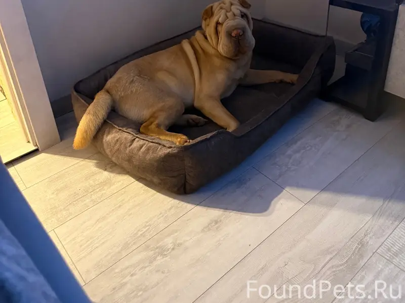 Пропал шарпей, Екатеринбург, Октябрьский район