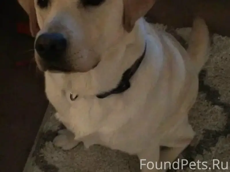 Пропал лабрадор Дик, есть особые приметы