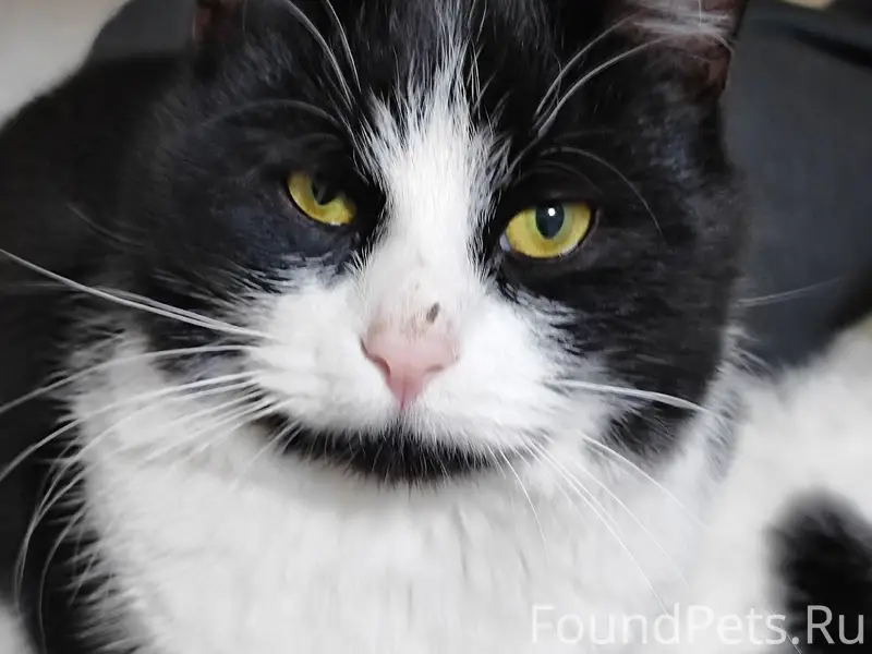 Пропал кот Томас, пос. Саханский