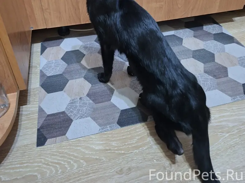 Найден кот, срочно ищем хозяина