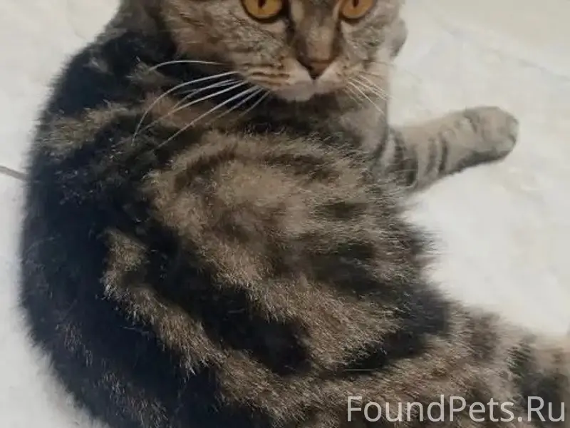 Найдена вислоухая кошка, ул. Матросова