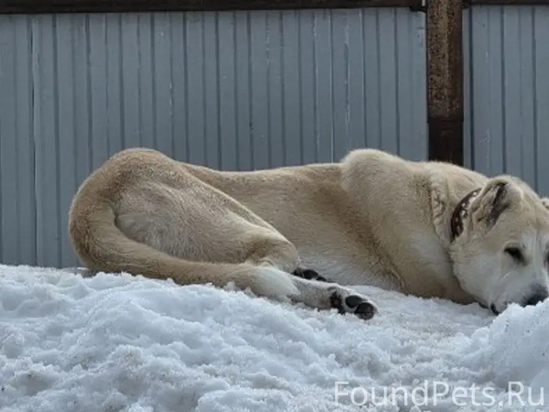 Пропала собака Марта, Пермь