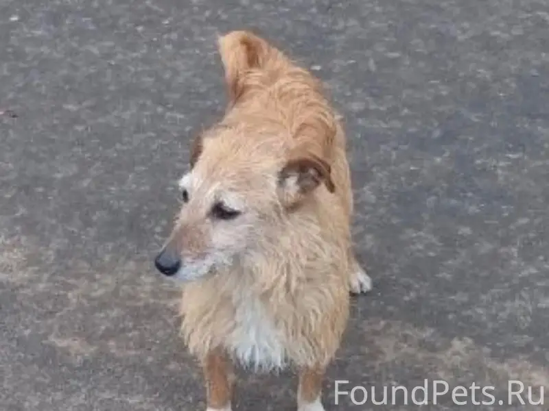 Найдена собака, рыжая с белым, П. Мичуринский