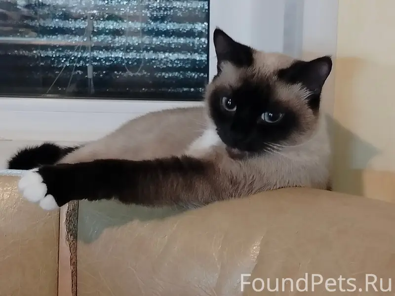 Пропала сиамская кошка Муся, Горка Муравьевская