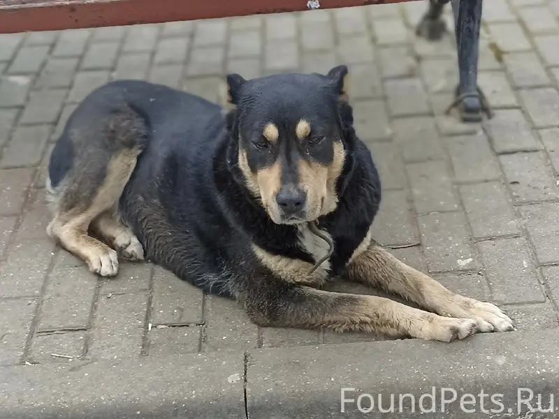 Найденна большая собака, Парк Победы