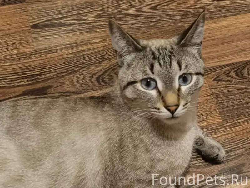 Пропал тайский кот, 50 лет Октября