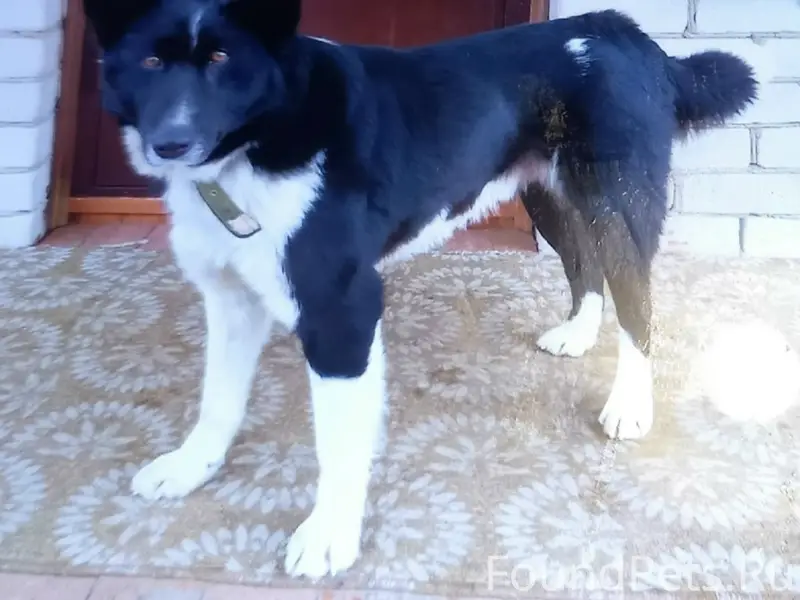 Пропал Джек, Ивановский