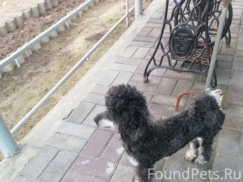 Найден пудель, район нефтебазы