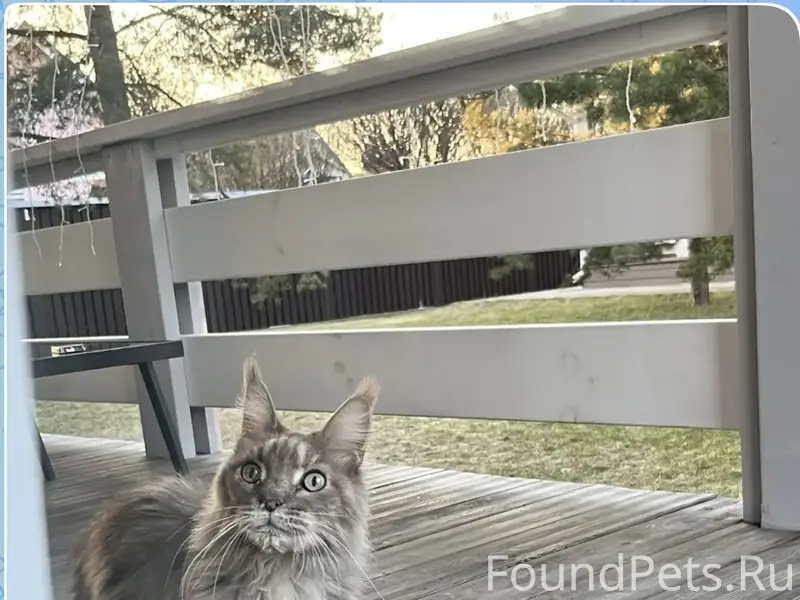 Найдена кошка Мейн-кун