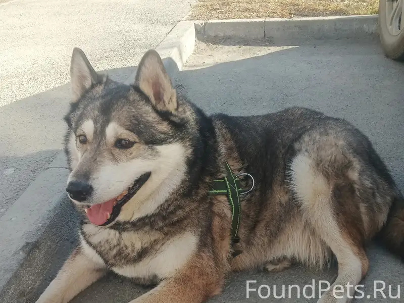 Пропал пёс, Челябинск, 40 лет Победы