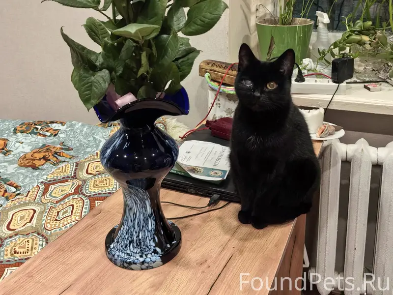 Пропала кошка Клякса, район бывшего цементного завода