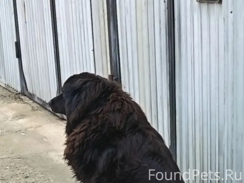 Пропал крупный пушистый пес Миша, район Вокзала