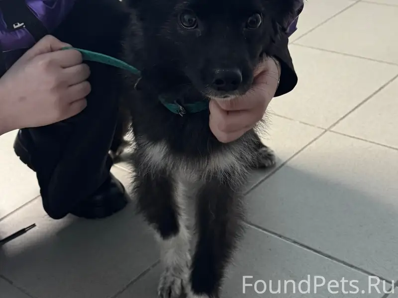 Найден домашний пёс с ошейником, Дино парк