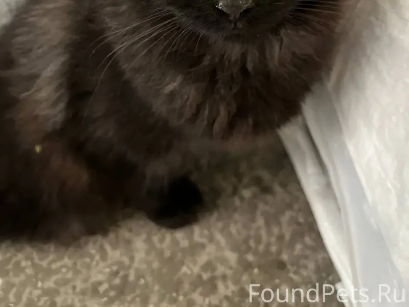 Найден кошка/кот ЖД р-н Екатеринбург