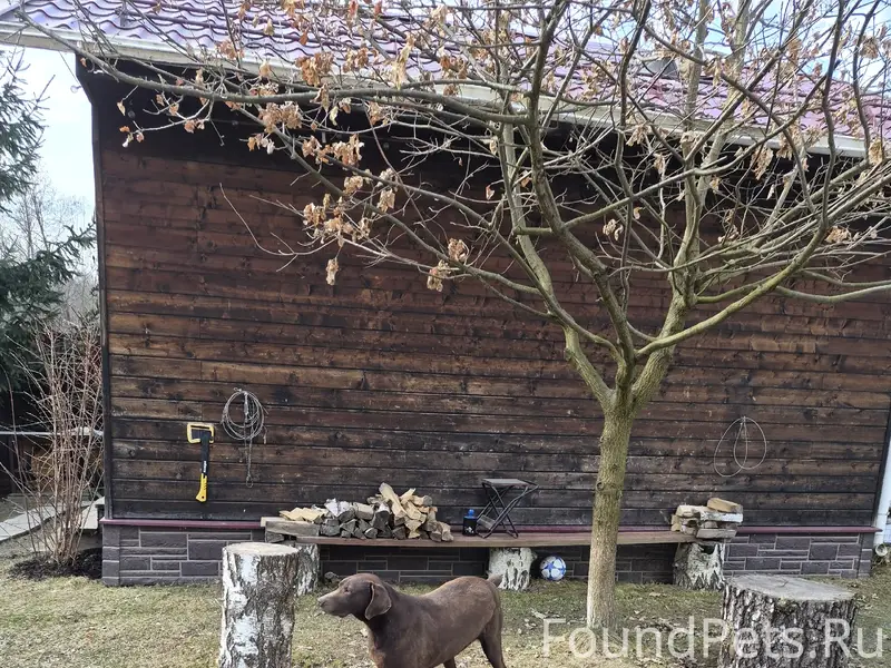 Найден легавый пёс, без хозяина