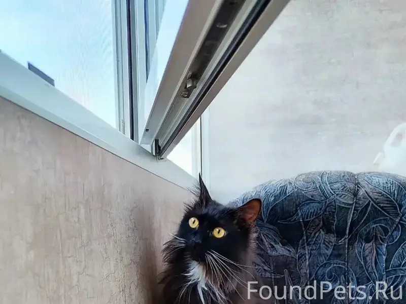 Пропал кот, 3 лапки, район ул. Комсомольской