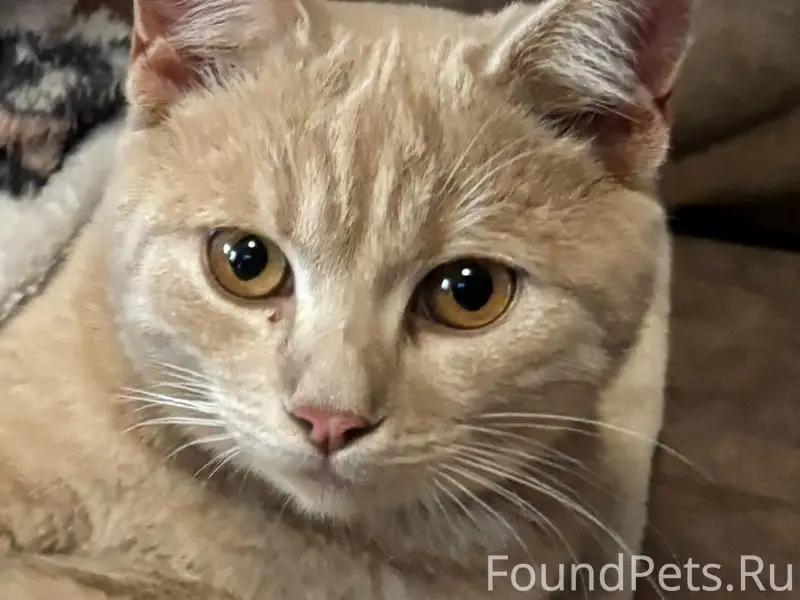 Пропал кот, район 2-й Залинейной