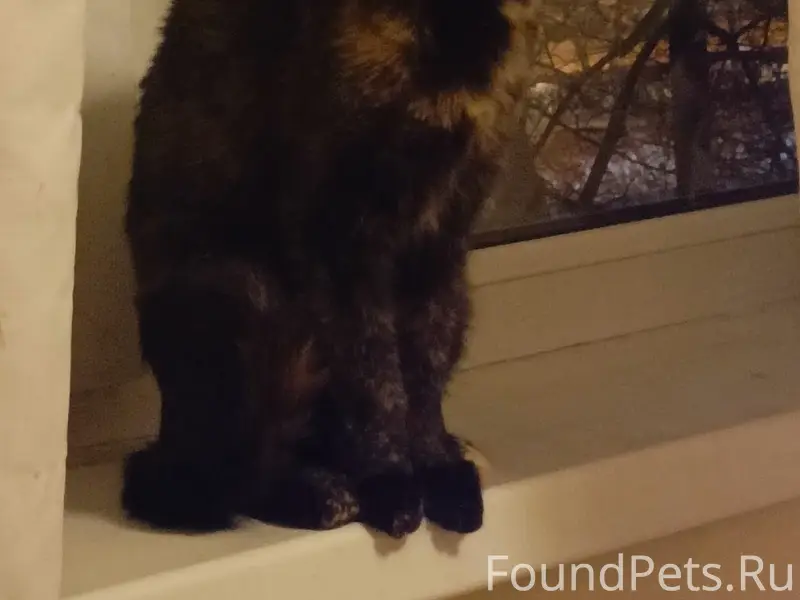 Пропала кошка Маруся, район ул. Таллинской