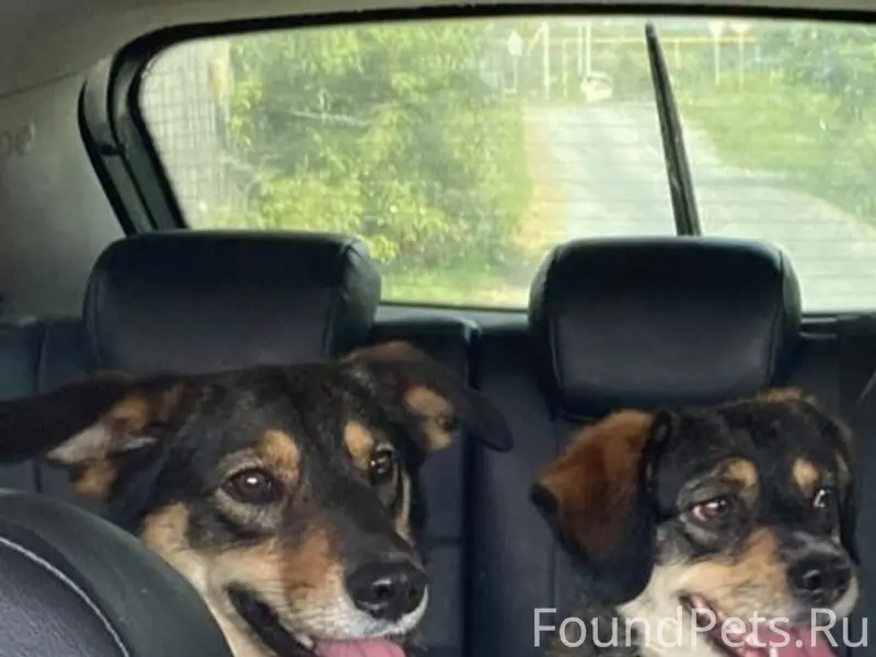 Найденны кошки Джесси и Дина, Среднеуральск