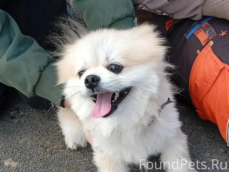 Найден шпиц, микрорайон Штаб, улица Тверская