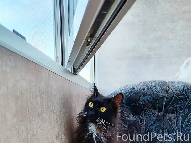 Пропал кот, площадь Белякова