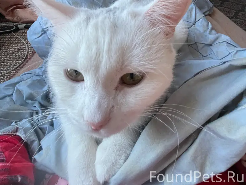 Пропал кот Беляш, район стадиона