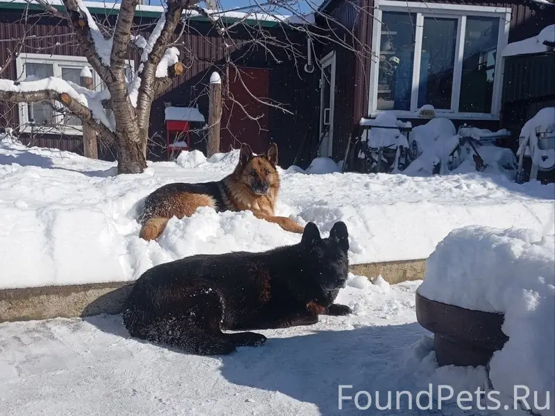 Пропали овчарки Тесса и Джина, Краснооктябрьский район
