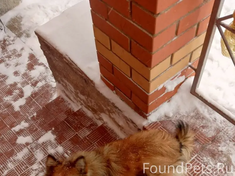 Пропал маленький кобелёк, База отдыха Шереметьево