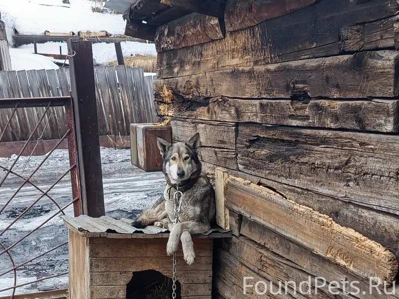 Пропала собака Бася, Верхний Кандалеп
