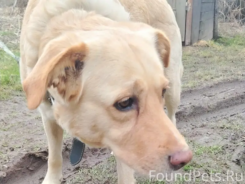 Пропала собака, д. Хохлово