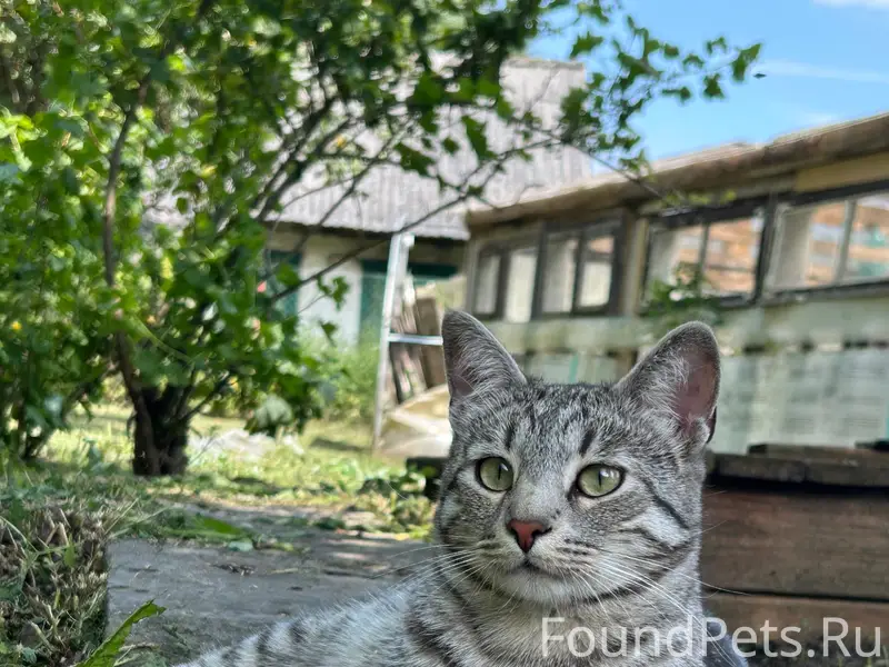 Пропал кот Барсик