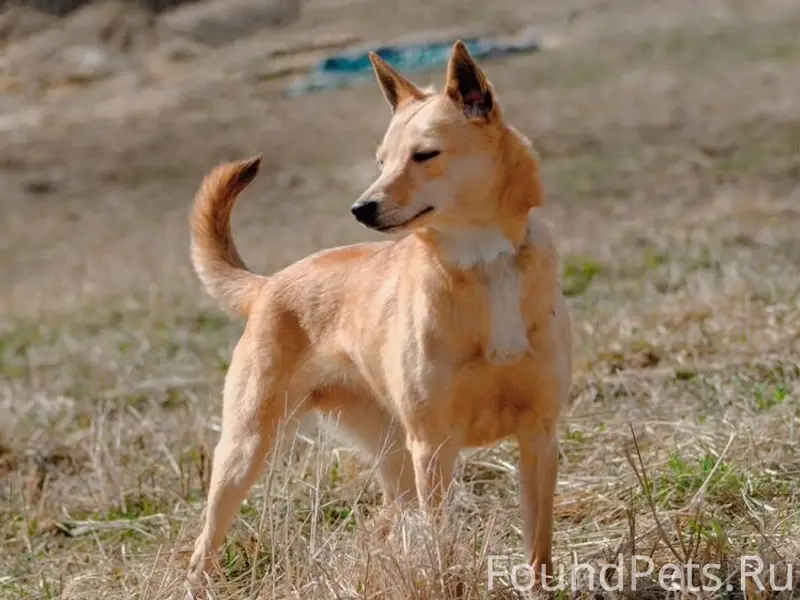 Пропала собака, рыжий окрас, Бежица