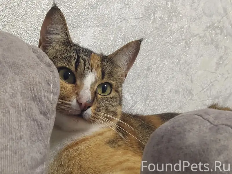 Пропала кошка, ПМК, Ветеранов 1