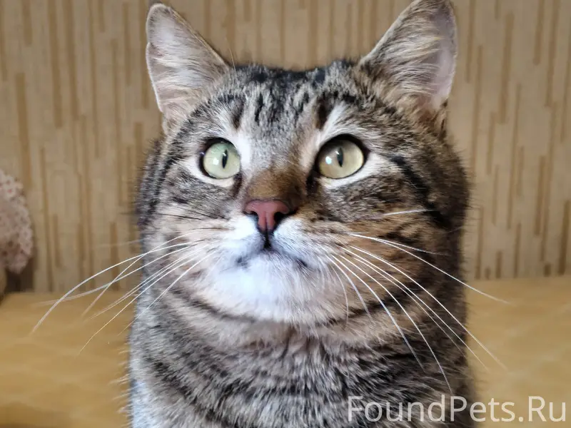 Найден кот Вася, Заволжский район