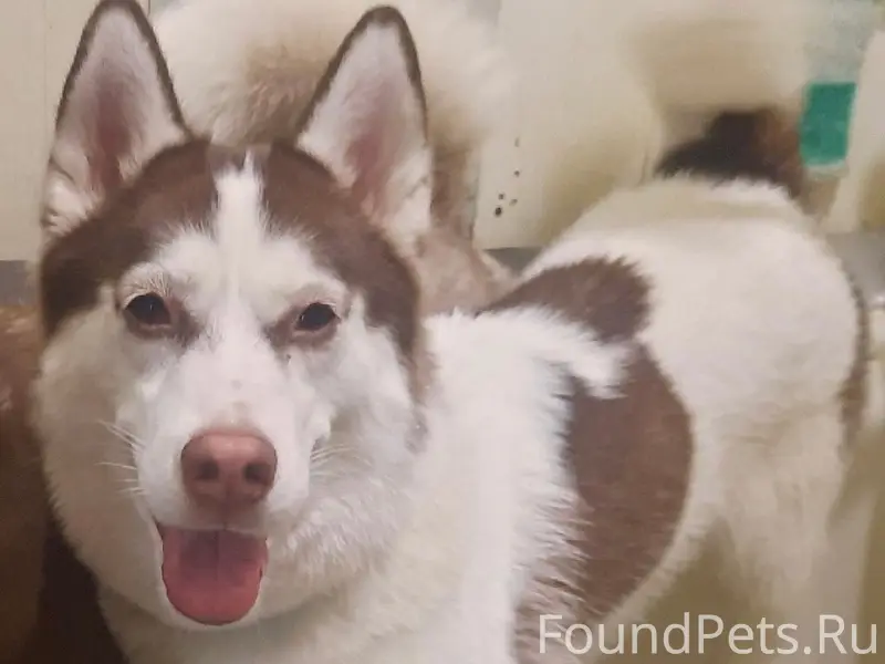 Пропала хаски Вега, Ленинский район