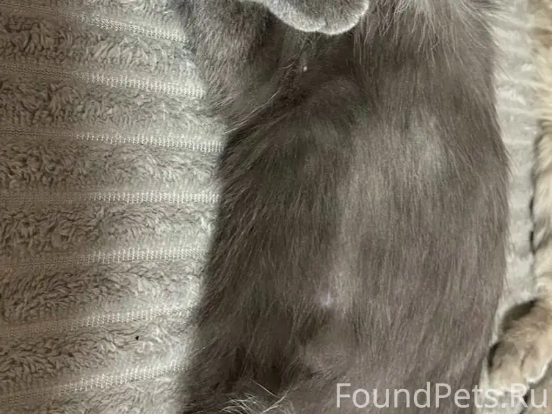 Пропала кошка Луна