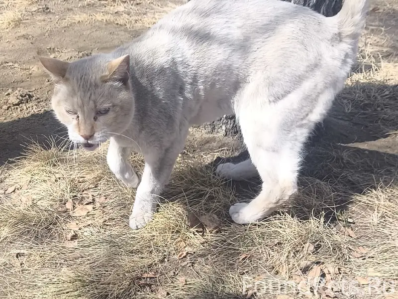 Найден кот, Ванеева 1