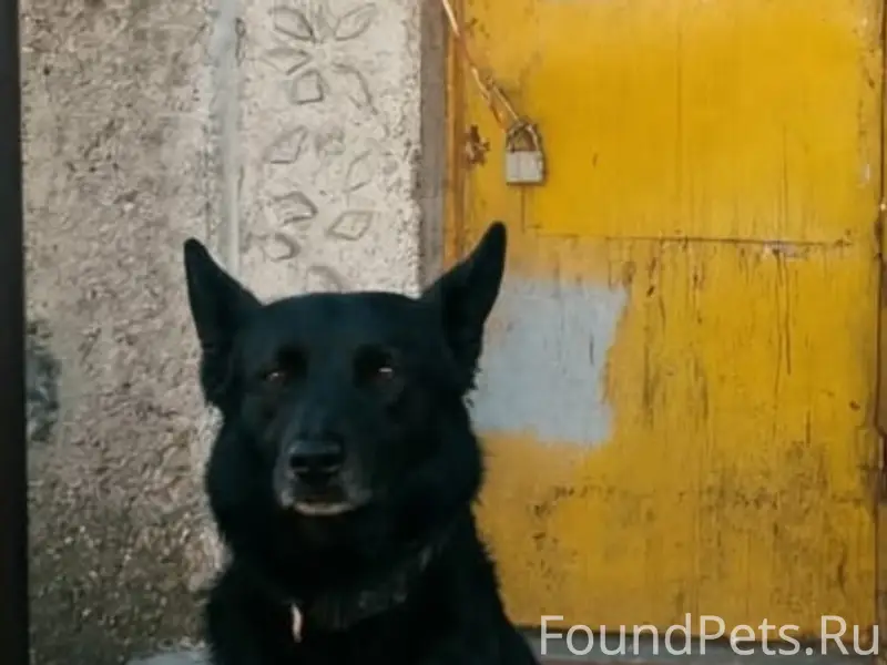 Пропал пёс Бой, заводской район