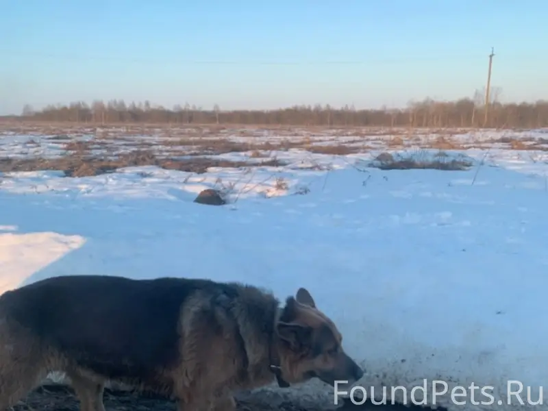 Найден пёс, [место не указано]