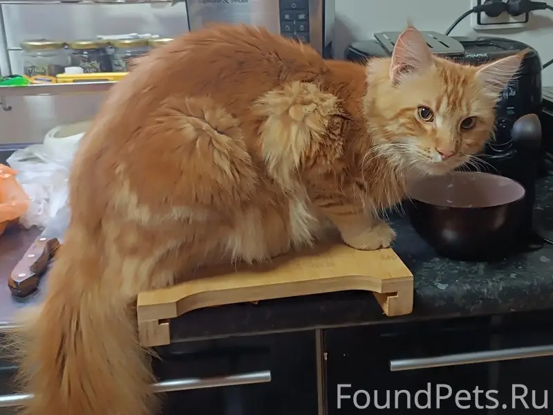 Пропал рыжий кот, площадь Дружинников