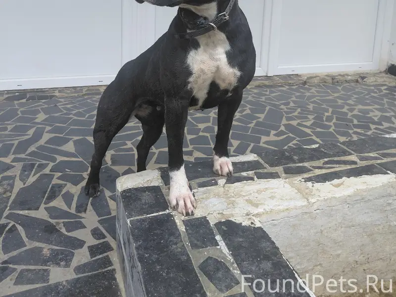 Пропала собака, парковая, возле Онкологии