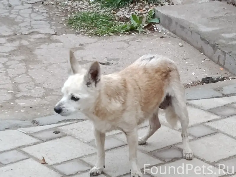 Найден той терьер, район Хозяйственная-Дёмышева
