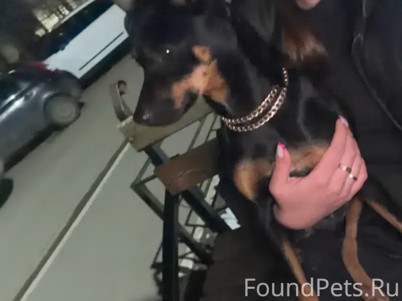 Найдена собака Лейла, есть ошейник