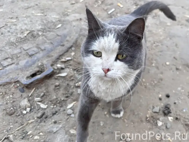 Найдена кошка, Тверь, Коминтерна, 18