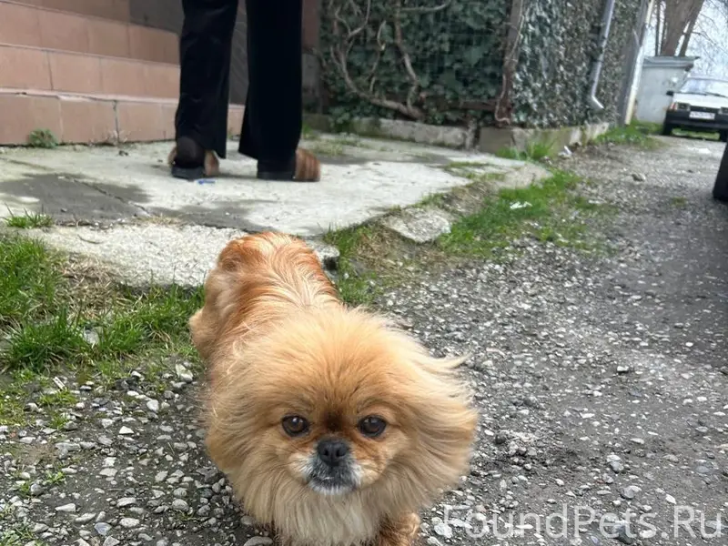 Найденна собака, район Консервного